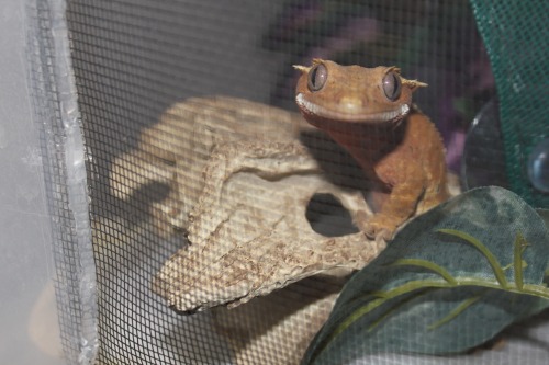 bonafide-bullshark:I heard der was food!?!
