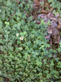 wizardgnatural:  There are at least 2 4 leaf clovers. Can you find them? 