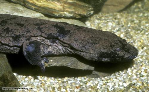 zsl-edge-of-existence:The Chinese giant salamander is the largest living amphibian on the planet.  O