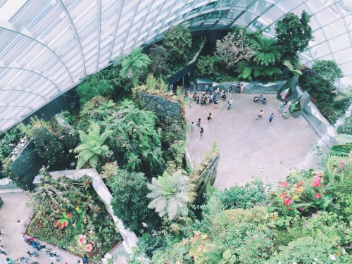 XXX alext:  Cloud forest Singapore  photo