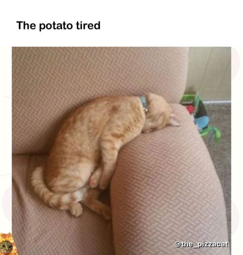The potato is me. I tired.. @catnamedpizza @the_catnamedcheeto @catsonsnacks @chonksdoingthings.