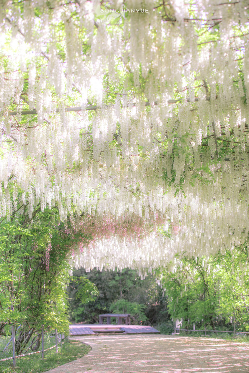 fuckyeahchinesegarden: 常熟changshu, suzhou, jiangsu province by 松间月