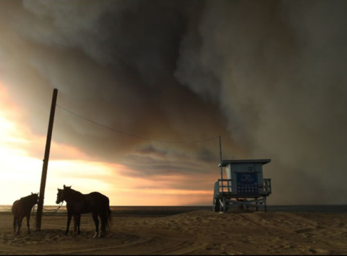 blankiejacket:Animals affected by the California wildfires. Horses, llamas, alpacas, and an owl taki