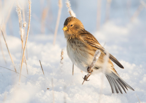 Twite (Carduelis flavirostris) &gt;&gt;by Nis Lundmark Jensen (1|2)