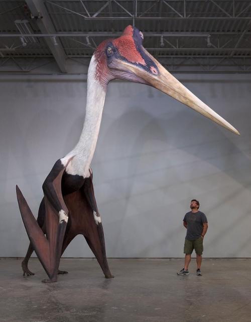 Quetzalcoatlus northropi model next to a 1.8m man. The largest known flying animal ever exist.