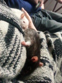 ratsinhouse:  My squishes Yumi (himi) &amp; Thora (black berk) have gone to the next stage of their eternal journey today