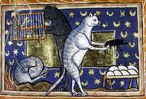 medieval: Three cats: sleeping, reaching into a bird cage, and lifting a mouse off a nest of eggs. 1