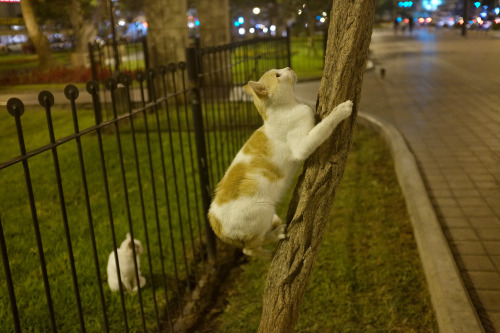 alanjamesart:There’s a cat park in downtown Lima, Peru that is as amazing as it sounds :3