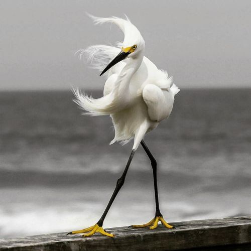 geographicwild:. On the Cat Walk. Photography by @ (D. Banks). This Snowy Egret is walking on the r