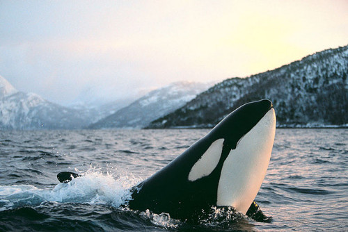 fuckyeahaquaria: Orca | Orcinus orca (by Jonathan Ball)