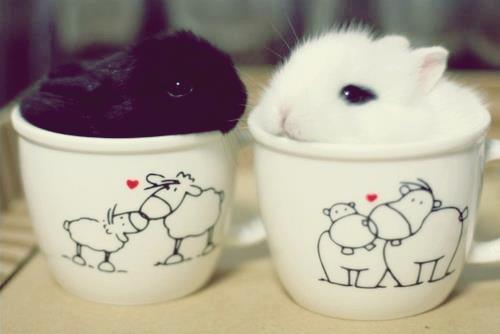 Cute bunnies in cups