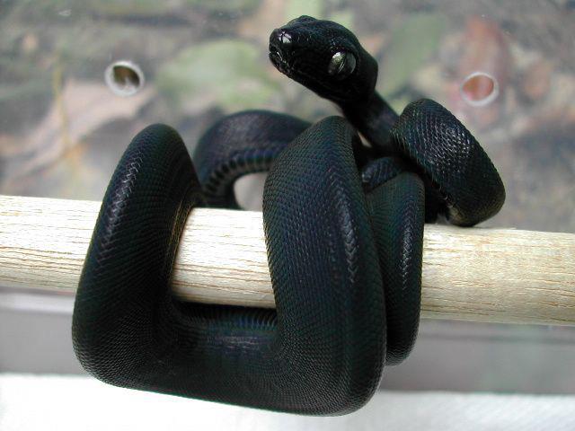 Florida black snake with yellow stripe