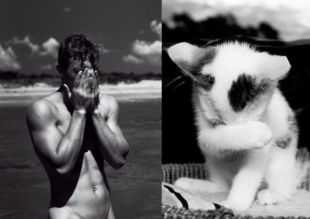 Des Hommes et des Chatons