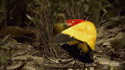 caw caaaaawww