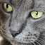 vingt-cat