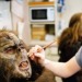 vampireapologist-archive-deacti:foxbap:vampireapologist-archive-deacti:vampireapologist-archive-deacti:Ppl r always like “wah wah we HAVE to use mediocre CGI bc makeup and practicla effects is ice consuming and unrealistic for closeups”& Jurassic