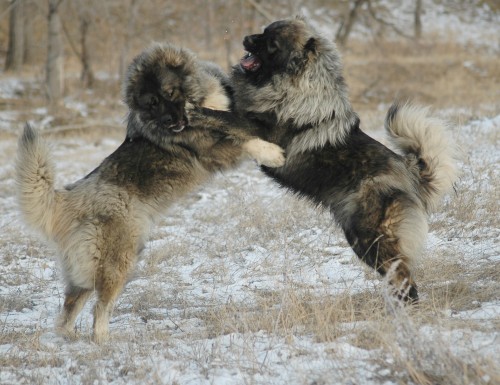 Caucasian Ovcharka