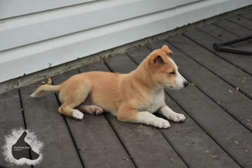 puppyrazzi