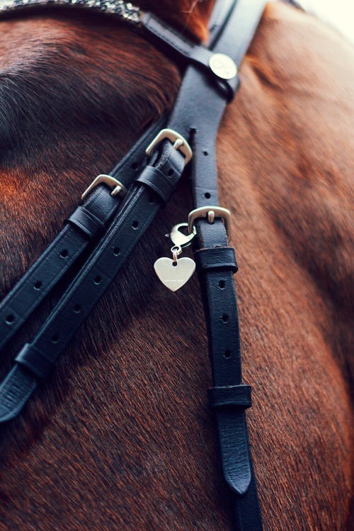 Jewelry for horses⭐️