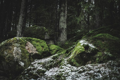 the-girl-with-cold-hands-blog: Every Walk In The Forest Is A Gift The Girl With Cold Hands P.S. If y