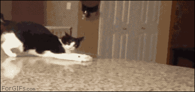 khabi-khushi-khabie-gham:  Here is gif collection of cats being cats