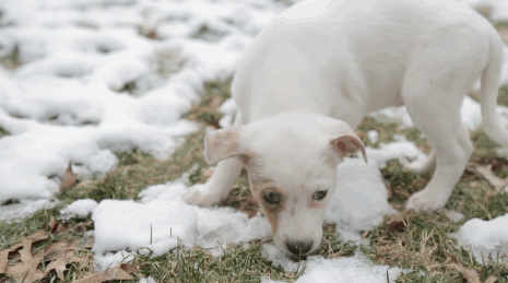 The Best Picture Oscar Nominees, but with puppies.Honorable mention for Creed, which should have bee