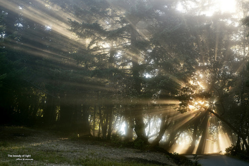 The beauty of light by davidyuweb on Flickr.