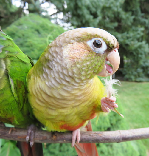 Yoshi licks things part 11: birb feather