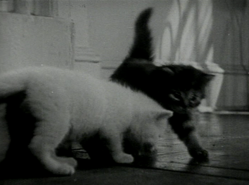 qpulm: The Private Life of a Cat (Alexander Hammid and Maya Deren, 1944) “This film is dedicated to 