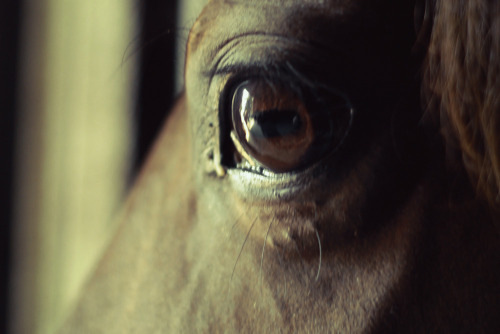 own. horse eyes are so beautiful. 