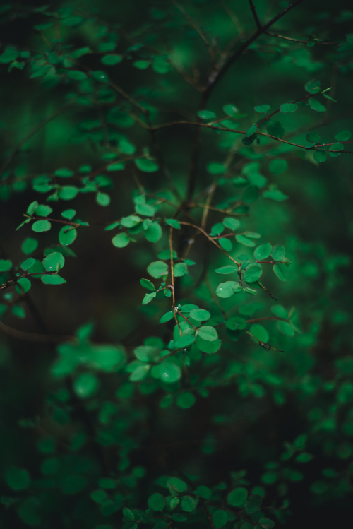 photo-wzrd:  Vegatation | Instagram | Prints