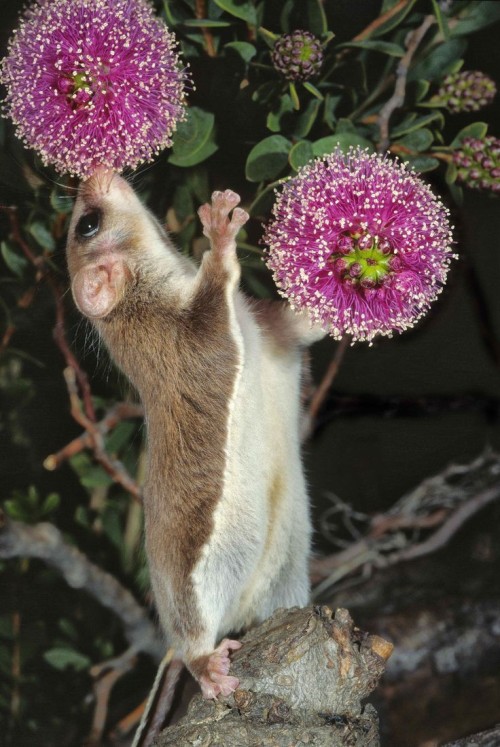 oceaniatropics:  Feathertail Glider, Victoria, Australia