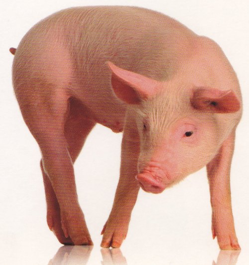 delicioustraps18:  Traps pig…