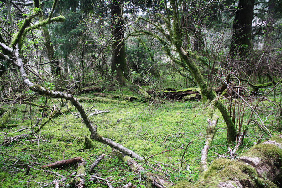 bright-witch: The Nature Conservancy//Forest Service’s Cascade Head Trails ♢