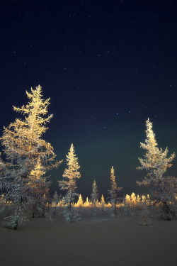 expressions-of-nature:Tundra-timers : Camille Nureyev