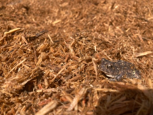 [id: a picture of a brown toad sitting in a pile of light brown mulch. end id.]from work today. lost