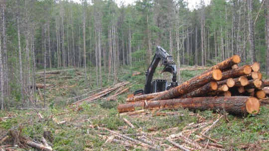 jumpingjacktrash: glumshoe:  i-am-an-adult-i-swear:  rowantheexplorer:  anarchyisfunandfree:  anarchyisfunandfree:  anarchyisfunandfree: Fun fact, hammering metal spikes into tree trunks is a federal crime in the US because environmental activists used