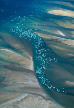 magicalnaturetour:  Beluga Whales ~ Each year in July, hundreds of beluga whales congregate to mate and give birth in the mouth of the Cunningham River in Canada. During high tide, they swim upstream with their backs barely covered by the shallow water