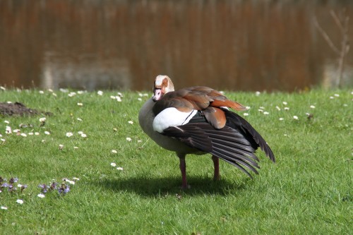 egyptian goose