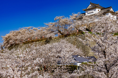 津山城の春