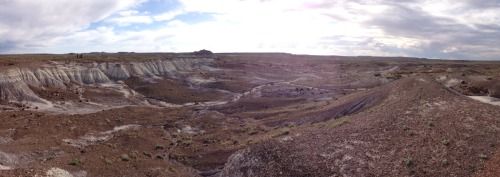 starcunning:Today we went to the Petrified Forest!(1/3—petrified wood)