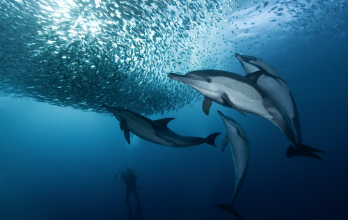 nubbsgalore:photos by alexander safonov of dolphins hunting sardines off south africa’s wild coast. “harmony in motion” is how he describes the hunt. see also: sharks attacking a bait ball