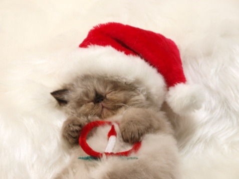 Cute christmas cats