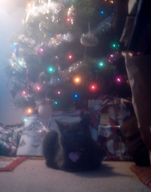 Nothing like a festive Keichan loaf next to the tree.  (submitted by luciafarul)
