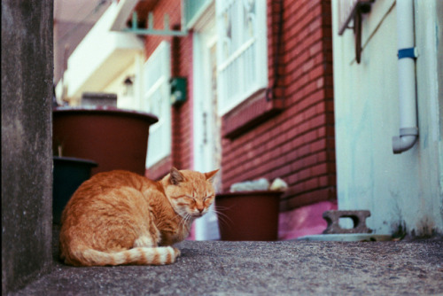 gamcheon village, busan | south korea, november 2018kodak gold 200, kodak ultramax 400nikon f801nikk