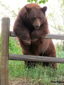 bear-pictures:  So, what have you been up