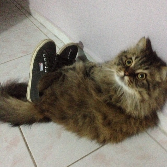 duhdoydorothy:  persiancatworld:  #persiancat on ig by http://ift.tt/1fefBAJ  new