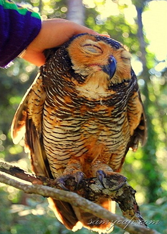 doe-eyed-demon:  grey—matters:  undercover-punk:   Happy Owls!   I wish I had a pet owl. They’re so fucking cute… or terrifyingly awesome.  Killing machines