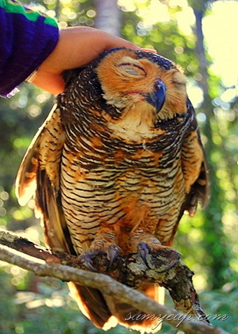 ro-s-a-spark-s:note-a-bear:ex0skeletal:end0skeletal:Happy Owls!Because everyone needs smiling owls i