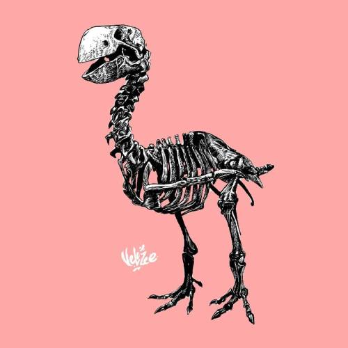 #digitalillustration #gastornis #skeletton #geiseltalcollection #paleocene #terrorbird #velozee (hi